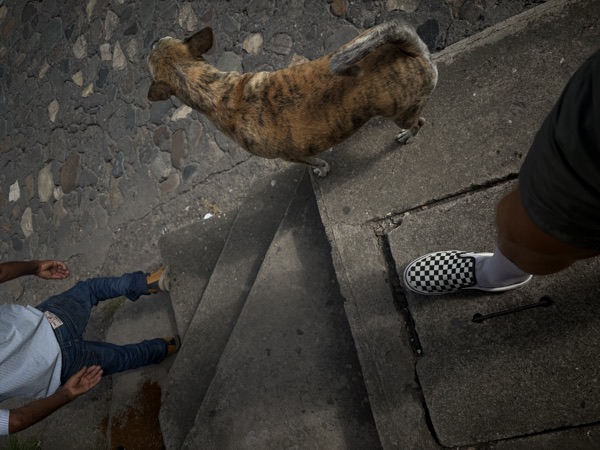 Dog lying on stone steps