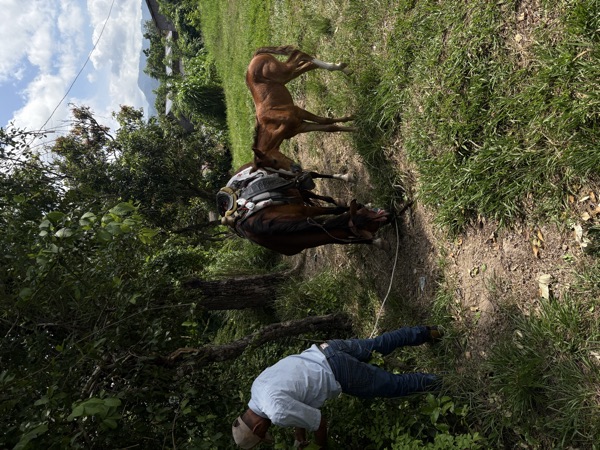 Saddled horses tied to trees on a jungle trail